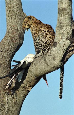 Kenya,Masai Mara. Leopard (Panthera pardus) with Marabou Stork (Leptoptilos crumeniferus) Stock Photo - Rights-Managed, Code: 862-03366341