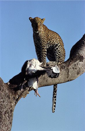 Kenya,Masai Mara. Leopard (Panthera pardus) with Marabou Stork (Leptoptilos crumeniferus) Stock Photo - Rights-Managed, Code: 862-03366342