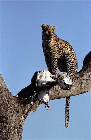 simsearch:862-05998389,k - Leopard (Panthera pardus) with Marabou Stork (Leptoptilos crumeniferus) Stock Photo - Rights-Managed, Code: 862-03366343