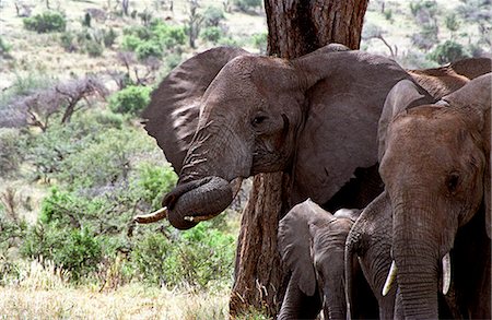 simsearch:862-03731563,k - Elephant (Loxodonta africana) Foto de stock - Con derechos protegidos, Código: 862-03366354