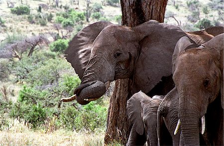 simsearch:862-03731593,k - Elephant (Loxodonta africana) Stock Photo - Rights-Managed, Code: 862-03366354