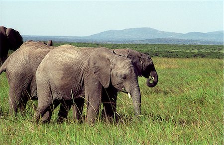 simsearch:862-03731595,k - Elephants (Loxodonta africana) Foto de stock - Con derechos protegidos, Código: 862-03366359