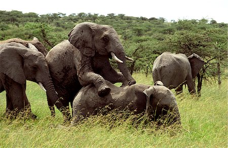 Éléphants accouplement - janvier-(Loxodonta africana) Photographie de stock - Rights-Managed, Code: 862-03366360