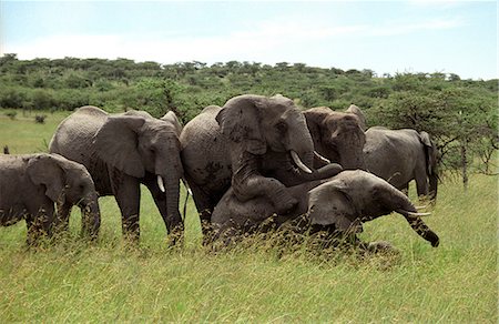 Kenya,Masai Mara. Elephants Mating - January - (Loxodonta africana) Foto de stock - Con derechos protegidos, Código: 862-03366361