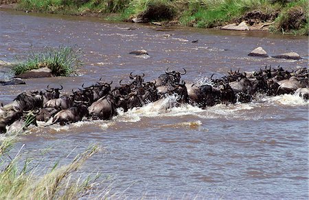 simsearch:700-00162690,k - Wildebeest (Connochaetes taurinus) crossing mara river on migration Stock Photo - Rights-Managed, Code: 862-03366372