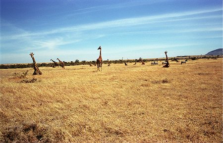 simsearch:862-03807739,k - Giraffe (Giraffa camelopardalis) group Foto de stock - Con derechos protegidos, Código: 862-03366382