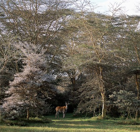 simsearch:862-03366932,k - Un éland lone bull fait une pause entre les arbres à écorce jaune « peste » (Acacia xanthophloea) proximité lac Naivasha. Photographie de stock - Rights-Managed, Code: 862-03366390