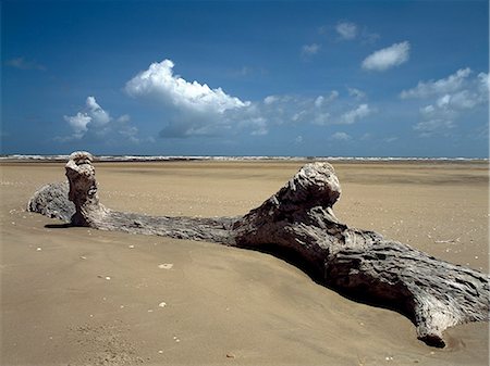 simsearch:862-03888743,k - Une plage préservée au sud du Delta du Tana où le plus grand fleuve du Kenya pénètre dans l'océan Indien. La couleur rougeâtre du sable est causée par le limon fluvial entrant dans la mer. Le tronc de l'arbre immense lavé sur la plage, comme le bois flotté serait ont eu lieu sur la rivière par les eaux gonflées pendant une période de fortes pluies. Photographie de stock - Rights-Managed, Code: 862-03366403