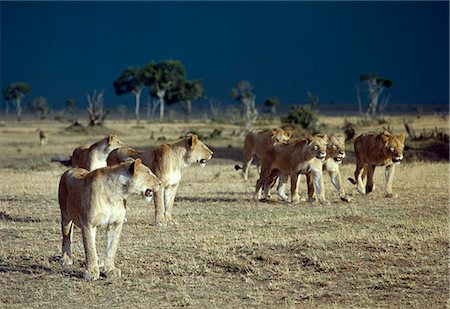 A pride of lions moves to shelter from an approaching storm.The nucleus of any pride is a number of closely related females. Stock Photo - Rights-Managed, Code: 862-03366438