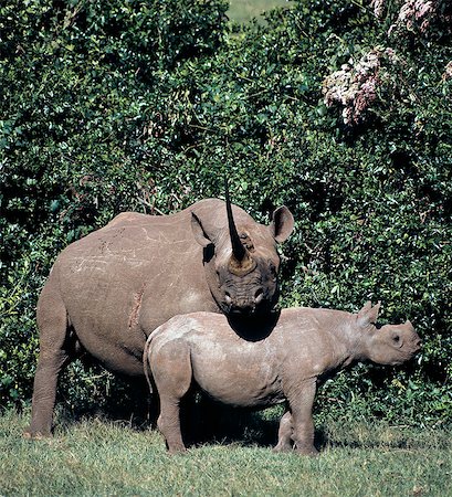 simsearch:862-03731595,k - A black rhino and calf in the Salient of the Aberdare National Park.A mother normally will drive away her offspring before a new birth. The interval between births is between two and five years. . Foto de stock - Con derechos protegidos, Código: 862-03366445