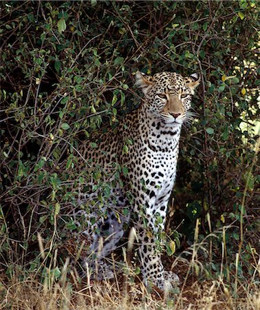 samburu national reserve - Un léopard dans la réserve faunique nationale de Samburu. . Photographie de stock - Rights-Managed, Code: 862-03366448