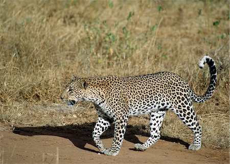 simsearch:862-03361113,k - Un léopard marche de façon ponctuelle dans la lumière dorée de tôt le matin. . Photographie de stock - Rights-Managed, Code: 862-03366449