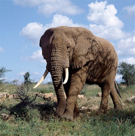 elephant with a bird - A bull elephant in the Samburu National Game Reserve. Elephants are the colour of the soil where they live by taking regular dust baths to keep away flies and other biting insects. Foto de stock - Con derechos protegidos, Código: 862-03366442