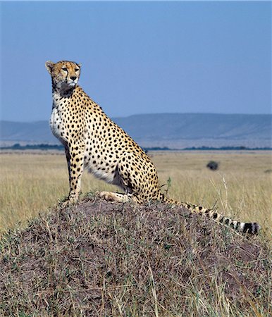 simsearch:862-03366571,k - A cheetah surveys the grassy plains of Masai Mara from a termite mound. The cheetah is a fast,efficient and frequent killer of gazelles and impala. . Foto de stock - Con derechos protegidos, Código: 862-03366454