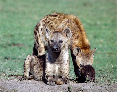 simsearch:862-03366571,k - A spotted hyena family on the Masai Mara plains.Hyena cubs are born with dark fur and are temporarily blind. However,they are sufficiently big at eight months to join in at a kill even though they will continue to suckle their mothers until 18 months old. . Foto de stock - Con derechos protegidos, Código: 862-03366455