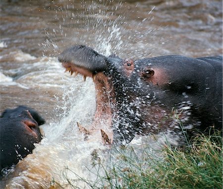 simsearch:862-03731595,k - Two hippos fight in the Mara River.These vast animals have a very hierarchical society. When fighting,they engage one another's teeth,after which the contest becomes a trial of weight and strength.No domestic animal can compete with them for the economy with which they convert vegetation into animal protein. . M Foto de stock - Con derechos protegidos, Código: 862-03366456