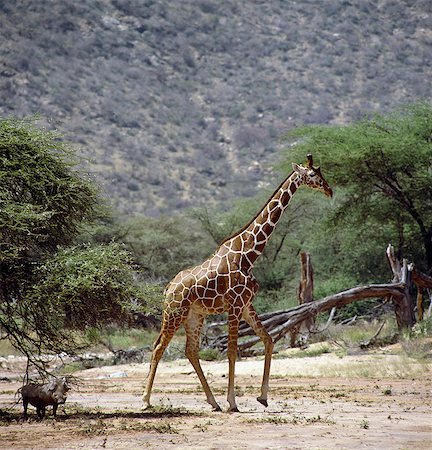 simsearch:862-03820813,k - Une girafe réticulée (Giraffa reticulata) traverse un lit de la rivière saisonnière dans la réserve nationale du Kenya du Nord Samburu tel qu'un phacochère est dans l'ombre d'un arbre épineux.Ceux-ci finement marquée girafes se trouvent seulement dans le nord du Kenya et de Somalie où ils sont maintenant extrêmement vulnérables. . Photographie de stock - Rights-Managed, Code: 862-03366458