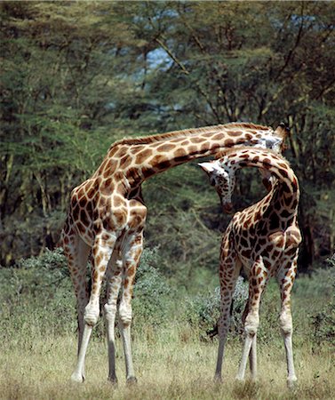 simsearch:862-03355224,k - Two Rothschild giraffes 'neck' in Lake Nakuru National Park. Necking is a contest of strength and dominance undertaken by adult males or young giraffes,which stand shoulder to shoulder and aim arching blows to each other's head. . Foto de stock - Con derechos protegidos, Código: 862-03366459
