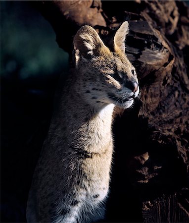 simsearch:862-03820682,k - Un chat serval bénéficie de soleil fin d'après-midi dans le Parc National d'Aberdare. . Photographie de stock - Rights-Managed, Code: 862-03366450