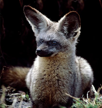 simsearch:862-03366571,k - A bat-eared fox at the entrance to its burrow.These long-limbed,large eared 'foxes' feed on termites,beetles and other invertebrates. . Foto de stock - Con derechos protegidos, Código: 862-03366451