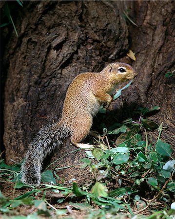 simsearch:862-03366571,k - An unstriped ground squirrel.Unlike other members of the squirrel family,ground squirrels rarely climb trees. They frequently stand upright to get a better view of their surroundings. . Foto de stock - Con derechos protegidos, Código: 862-03366465