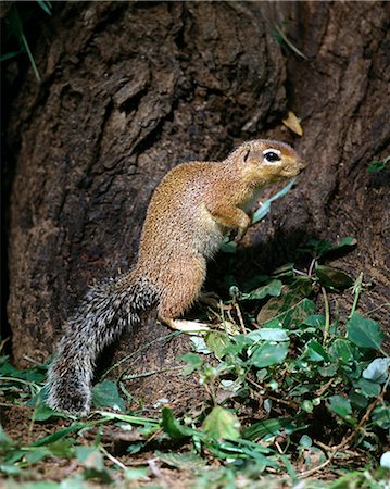 An unstriped ground squirrel.Unlike other members of the squirrel family,ground squirrels rarely climb trees. They frequently stand upright to get a better view of their surroundings. . Stock Photo - Rights-Managed, Code: 862-03366465