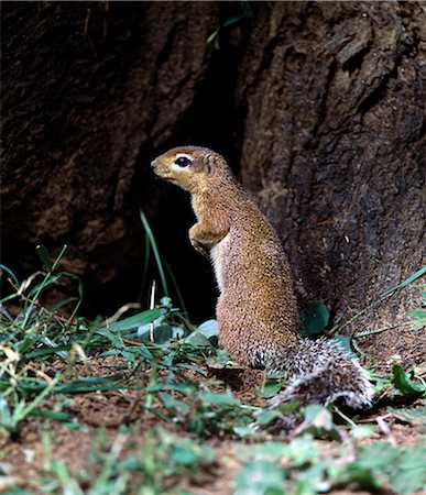 simsearch:862-03820683,k - An unstriped ground squirrel.Unlike other members of the squirrel family,ground squirrels rarely climb trees. They frequently stand upright to get a better view of their surroundings. . Foto de stock - Con derechos protegidos, Código: 862-03366466