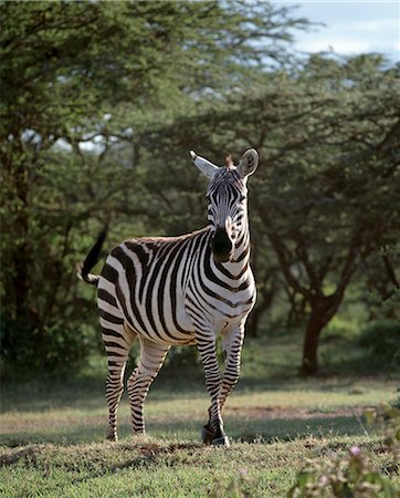 A common or Burchell's zebra near Maralal,Northern Kenya. This muscular horse-like animal has a relatively short neck and sturdy legs,and can be seen grazing on Kenya's grassy plains. The largest herds congregate during the dry season. . Stock Photo - Rights-Managed, Code: 862-03366462