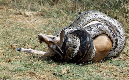 A python kills a Thomson's gazelle by constriction. African pythons can reach a length of over twenty feet. They are not venomous. . Stock Photo - Rights-Managed, Code: 862-03366463