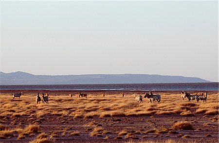 simsearch:862-03820683,k - A mixed herd of zebra and topi graze on the grassy shore of Lake Turkana at Koobi Fora Foto de stock - Con derechos protegidos, Código: 862-03366470