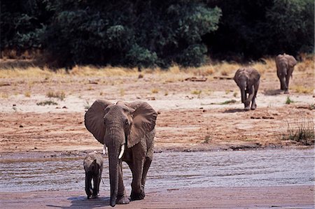 Kenya,Samburu,Buffalo Springs Reserve. A herd of elephants (Loxodonta africana) drink from the Ewaso Nyiro River which separates the Samburu Reserve from the Buffalo Springs Reserve. Stock Photo - Rights-Managed, Code: 862-03366490