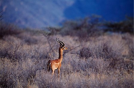 safari landscape animal - Kenya,Samburu,Shaba. A common waterbuck (Kobus ellipsiprymnus) at Shaba National Reserve. Stock Photo - Rights-Managed, Code: 862-03366491