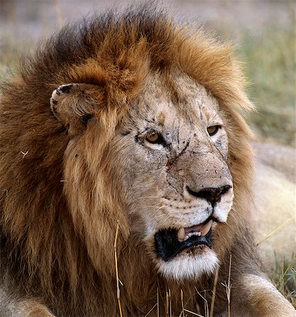 A fine maned lion.Adult male lions weigh up to 500lb. They begin to grow manes at the age of eighteen months,which will not fully develop until the age of five or six. Stock Photo - Rights-Managed, Code: 862-03366504