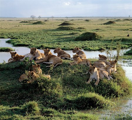 simsearch:862-03366522,k - A pride of lions rests near water in the Masai Mara Game Reserve.The nucleus of any pride is a number of closely related females. Stock Photo - Rights-Managed, Code: 862-03366506