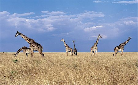 simsearch:862-03820681,k - Masai giraffes in the Masai Mara Game Reserve. Stock Photo - Rights-Managed, Code: 862-03366509