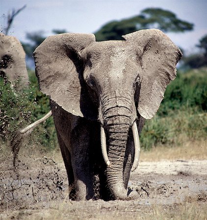 simsearch:862-03366508,k - Un éléphant prend un bain de boue dans le Parc National d'Amboseli. En prenant des bains de boue ou poussière régulier pour garder loin mouches et autres insectes piqueurs, éléphants prennent la couleur du sol, de leur propre habitat. Photographie de stock - Rights-Managed, Code: 862-03366502