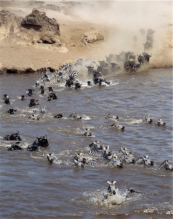 simsearch:862-03289564,k - Burchell's Zebras and white-bearded gnus,or wildebeest,cross the Mara River during the latter's annual migration from the Serengeti National Park in Tanzania to Masai Mara Game Reserve. Foto de stock - Con derechos protegidos, Código: 862-03366514