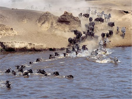 Burchell's Zebras and white-bearded gnus,or wildebeest,cross the Mara River during the latter's annual migration from the Serengeti National Park in Tanzania to Masai Mara Game Reserve. Stock Photo - Rights-Managed, Code: 862-03366516
