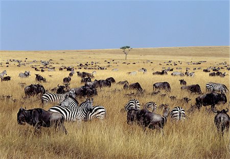 simsearch:862-07910199,k - White-bearded gnus,or wildebeest,and Burchell's zebras graze the open grassy plains in Masai Mara. Foto de stock - Direito Controlado, Número: 862-03366517