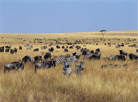 simsearch:700-00186922,k - White-bearded gnus,or wildebeest,and Burchell's zebras graze the open grassy plains in Masai Mara. Foto de stock - Con derechos protegidos, Código: 862-03366518