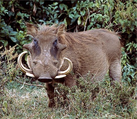 A male warthog in Lake Nakuru National Park. Stock Photo - Rights-Managed, Code: 862-03366519