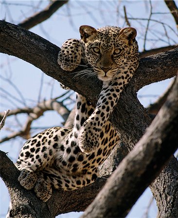 samburu national reserve - Un léopard repose dans la fourche d'un arbre Acacia tortilis Samburu National Game Reserve. Photographie de stock - Rights-Managed, Code: 862-03366511