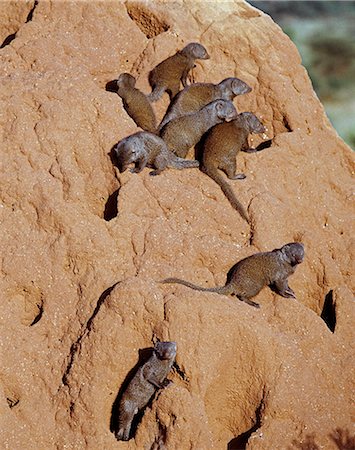 samburu national reserve - Un pack de mangoustes naines sur une termitière, qui sert leur den.La mangouste naine est le plus petit carnivore africain et vit en meute de jusqu'à vingt personnes avec une dominante élevage paire dans chaque pack. Leur coloration est très variée, allant de tan à brun foncé. Photographie de stock - Rights-Managed, Code: 862-03366512