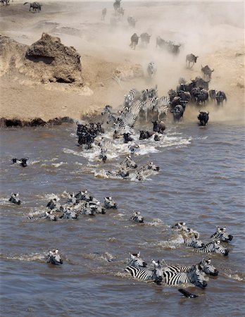 stampede in kenya - Burchell's Zebras and white-bearded gnus,or wildebeest,cross the Mara River during the latter's annual migration from the Serengeti National Park in Tanzania to Masai Mara Game Reserve. Stock Photo - Rights-Managed, Code: 862-03366513