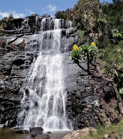 simsearch:862-03366720,k - A waterfall on the moorlands of the Aberdare National Park with a giant groundsel flowering nearby (Senecio johnstonii ssp battiscombei) Stock Photo - Rights-Managed, Code: 862-03366527