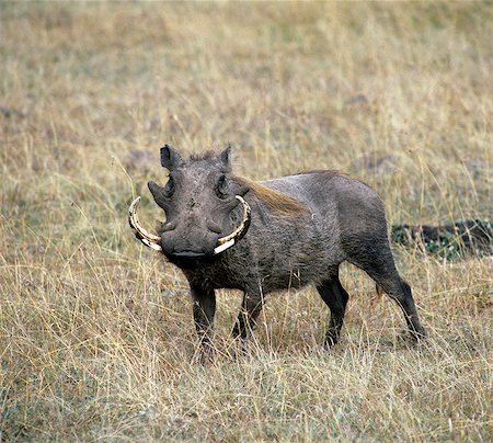 simsearch:862-03367278,k - A male warthog in Masai Mara Game Reserve. Foto de stock - Con derechos protegidos, Código: 862-03366520