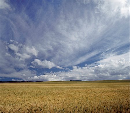 subsistence agriculture - A fine stand of wheat on the slopes of Mount Kenya. Foto de stock - Con derechos protegidos, Código: 862-03366534