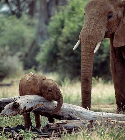 simsearch:862-03366573,k - Une matriarche éléphant maintient une surveillance attentive sur son bébé dans la réserve nationale de Samburu. La période de gestation des éléphants est vingt-deux mois avec un intervalle entre les veaux de quatre à neuf ans. Photographie de stock - Rights-Managed, Code: 862-03366554
