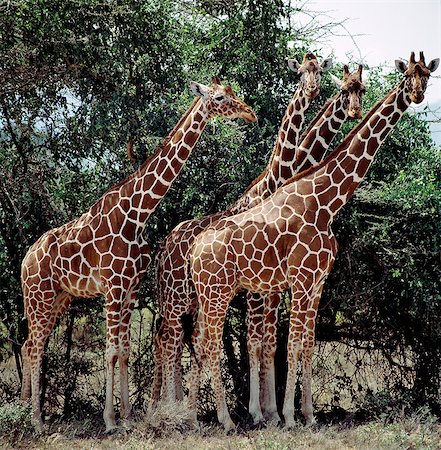 simsearch:862-03355126,k - Kenya, District de Narok, réserve nationale de Masai Mara. Girafes réticulées ont les plus belles marques de tous les huit sous-espèces reconnues de la famille girafe. Ils sont trouvent au nord du Kenya. Photographie de stock - Rights-Managed, Code: 862-03366558
