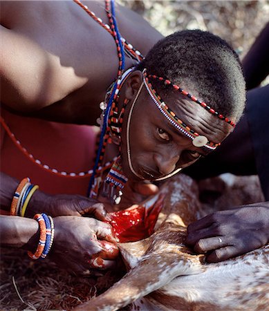 simsearch:862-03366181,k - Un guerrier Samburu boit le sang directement à partir du pli de peau coupé dans le cou de la chèvre.Lors de chaque cérémonie de Samburu, abattage du bétail et la viande est grillée au feu de bois. Guerriers seront jamais manger de la viande en présence de femmes mariées. Photographie de stock - Rights-Managed, Code: 862-03366551